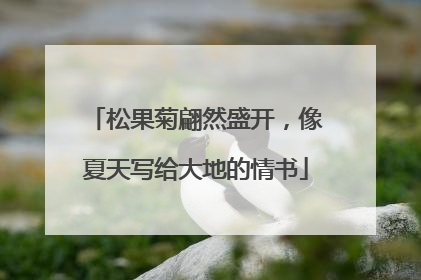 松果菊翩然盛开，像夏天写给大地的情书